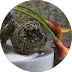 Alstonville Florist